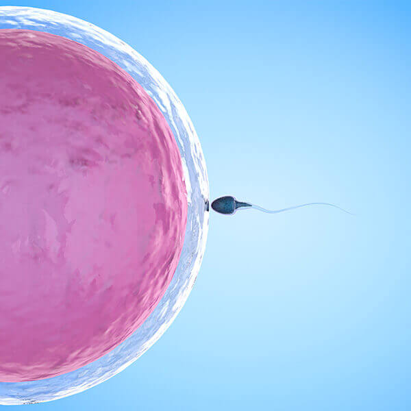 IVF method image